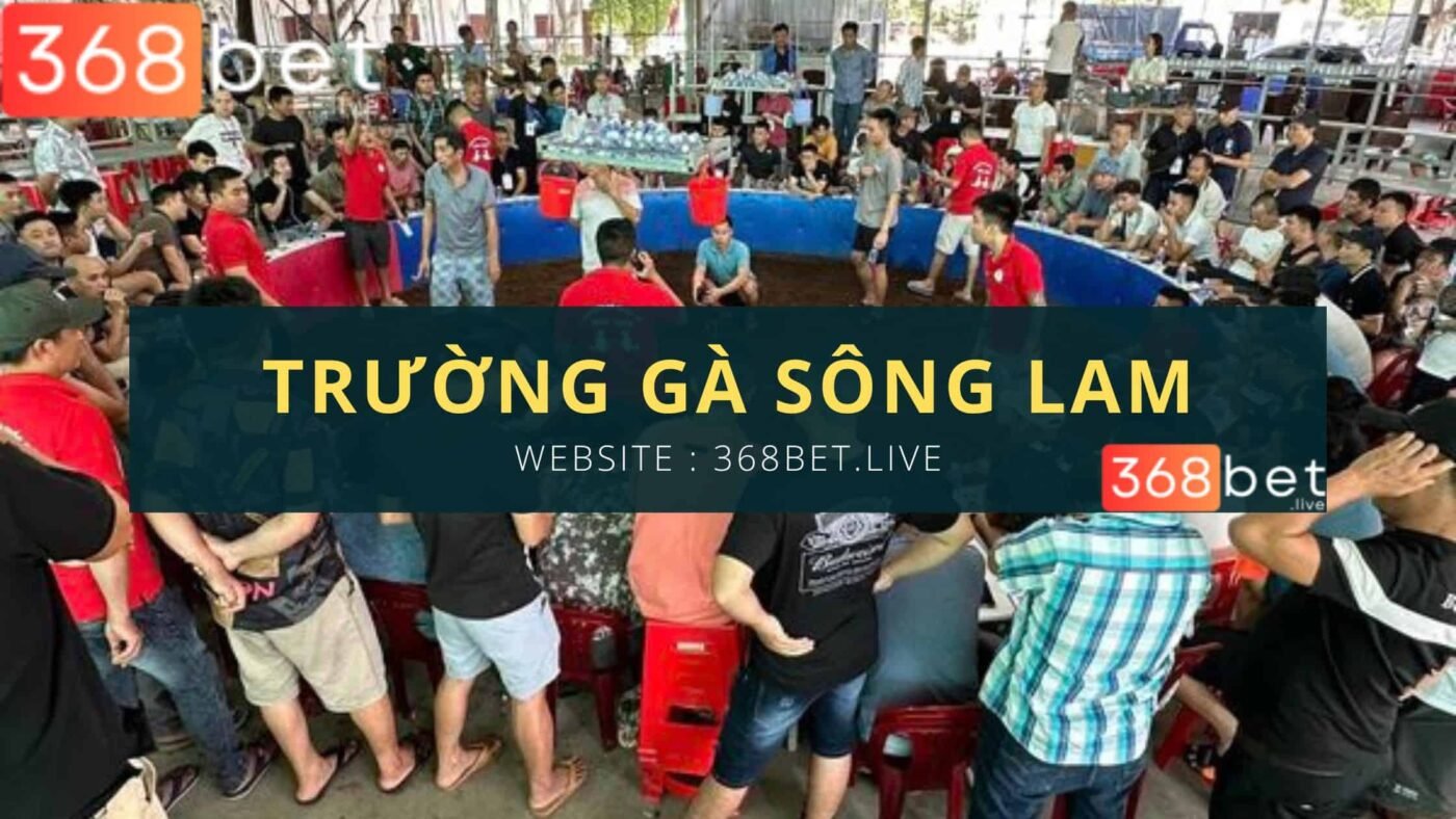 đá gà c1 tại sới gà sông lam