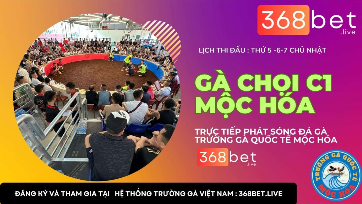 GÀ CHỌI C1 Mộc Hóa TRỰC TIẾP